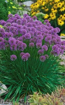 Millenium Allium (Ornamental Onion) - 1 Gallon Pot -FRUIT TREES & PLANTS Sales allium millenium 3 1