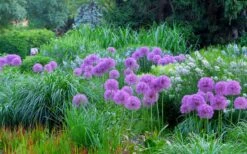 Millenium Allium (Ornamental Onion) - 1 Gallon Pot -FRUIT TREES & PLANTS Sales allium millenium 4 1