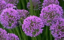 Millenium Allium (Ornamental Onion) - 6 Pack Of 1 Gallon Pots -FRUIT TREES & PLANTS Sales allium millenium 5
