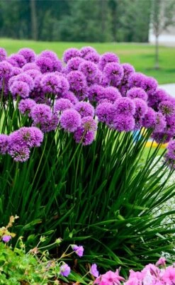 Millenium Allium (Ornamental Onion) - 6 Pack Of 1 Gallon Pots -FRUIT TREES & PLANTS Sales allium millenium 6