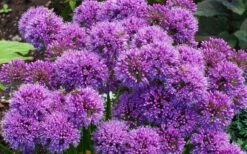 Millenium Allium (Ornamental Onion) - 1 Gallon Pot -FRUIT TREES & PLANTS Sales allium millenium 9 1