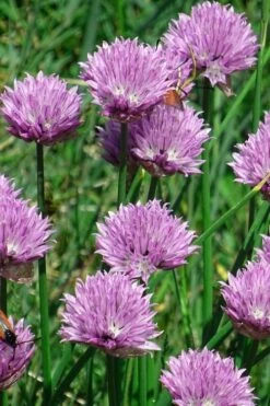 Chives Plant (Allium Schoenoprasum) - 5 Pack Of Quart Pots -FRUIT TREES & PLANTS Sales allium schoenprasum chives 3