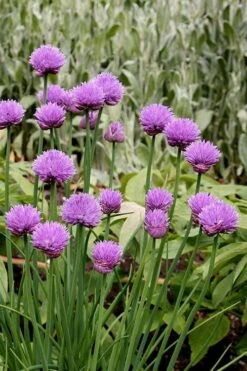 Chives Plant (Allium Schoenoprasum) - 5 Pack Of Quart Pots -FRUIT TREES & PLANTS Sales allium schoenprasum chives 4