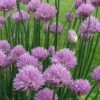 Chives Plant (Allium Schoenoprasum) - 5 Pack Of Quart Pots -FRUIT TREES & PLANTS Sales allium schoenprasum chives 5