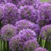 Serendipity Allium (Ornamental Onion) - 1 Gallon Pot -FRUIT TREES & PLANTS Sales allium serendipity 2 500x750 1