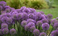 Serendipity Allium (Ornamental Onion) - 1 Gallon Pot 12 Serendipity Allium (Ornamental Onion) - 1 Gallon Pot -FRUIT TREES & PLANTS Sales allium serendipity 2 800x500 1