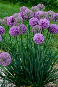 Serendipity Allium (Ornamental Onion) - 1 Gallon Pot 11 Serendipity Allium (Ornamental Onion) - 1 Gallon Pot -FRUIT TREES & PLANTS Sales allium serendipity 500x750 1