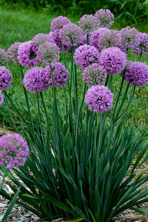 Serendipity Allium (Ornamental Onion) - 1 Gallon Pot 6 Serendipity Allium (Ornamental Onion) - 1 Gallon Pot - Image 4