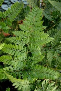Shiny Bristle Fern - 1 Gallon Pot -FRUIT TREES & PLANTS Sales arachnoides davalliaeformis shiny bristle fern 2 1