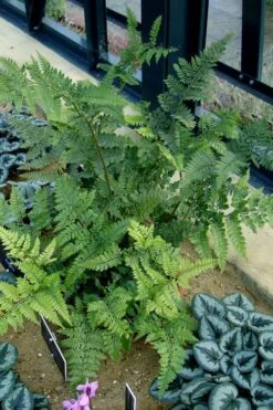 Shiny Bristle Fern - 1 Gallon Pot -FRUIT TREES & PLANTS Sales arachnoides davalliaeformis shiny bristle fern 4 1