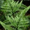 Shiny Bristle Fern - 1 Gallon Pot -FRUIT TREES & PLANTS Sales arachnoides davalliaeformis shiny bristle fern 5 1