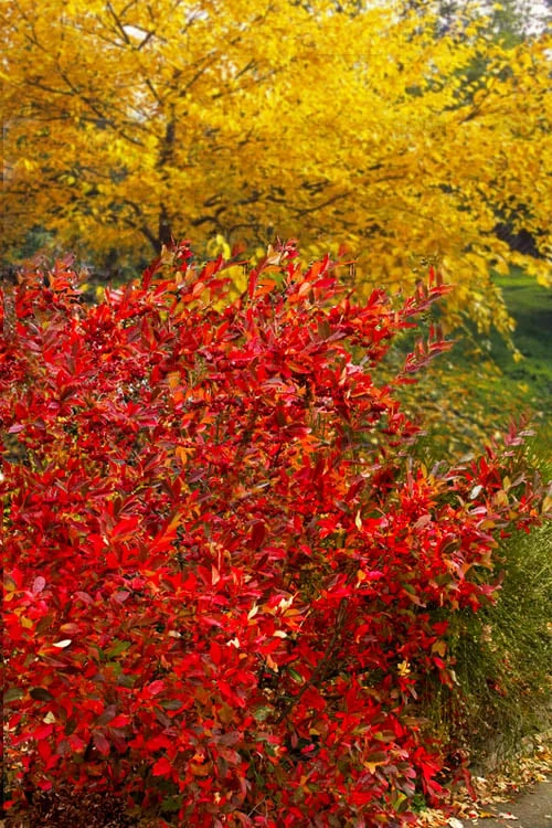 Brilliantissima Aronia (Red Chokeberry) - 3 Gallon Pot