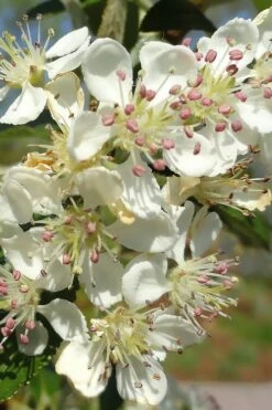 Brilliantissima Aronia (Red Chokeberry) - 3 Gallon Pot -FRUIT TREES & PLANTS Sales aronia arbutifolia brilliantissima red chokeberry 5