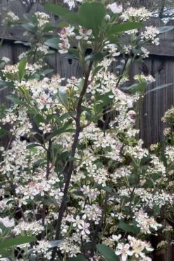 Brilliantissima Aronia (Red Chokeberry) - 3 Gallon Pot -FRUIT TREES & PLANTS Sales aronia arbutifolia brilliantissima red chokeberry 8