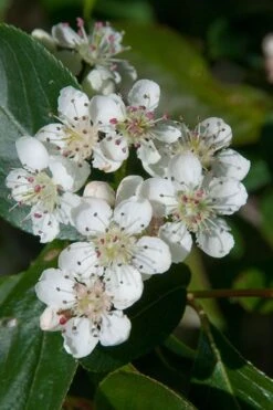 Red Chokeberry (Aronia Arbutifolia) - 3 Gallon Pot -FRUIT TREES & PLANTS Sales aronia arbutifolia red chokeberry 1