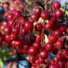 Red Chokeberry (Aronia Arbutifolia) - 3 Gallon Pot -FRUIT TREES & PLANTS Sales aronia arbutifolia red chokeberry 2