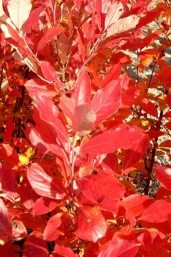 Red Chokeberry (Aronia Arbutifolia) - 3 Gallon Pot -FRUIT TREES & PLANTS Sales aronia arbutifolia red chokeberry 3