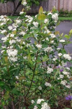 Red Chokeberry (Aronia Arbutifolia) - 3 Gallon Pot -FRUIT TREES & PLANTS Sales aronia arbutifolia red chokeberry 4