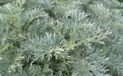 Powis Castle Artemisia - 5 Pack Of Quart Pots -FRUIT TREES & PLANTS Sales artemisia powis castle 1 1