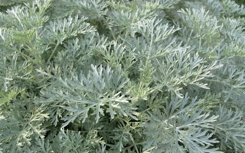 Powis Castle Artemisia - 1 Gallon Pot 8 Powis Castle Artemisia - 1 Gallon Pot - Image 6