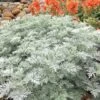 Powis Castle Artemisia - 1 Gallon Pot -FRUIT TREES & PLANTS Sales artemisia powis castle 12