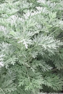 Powis Castle Artemisia - 1 Gallon Pot 13 Powis Castle Artemisia - 1 Gallon Pot -FRUIT TREES & PLANTS Sales artemisia powis castle 14