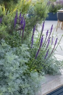 Powis Castle Artemisia - 1 Gallon Pot 17 Powis Castle Artemisia - 1 Gallon Pot -FRUIT TREES & PLANTS Sales artemisia powis castle 4