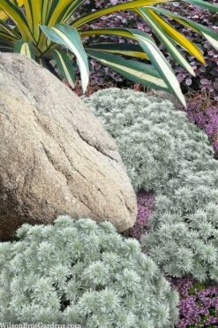 Silver Mound Artemisia - 1 Gallon Pot -FRUIT TREES & PLANTS Sales artemisia schmidtiana silver mound 12