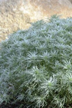 Silver Mound Artemisia - 1 Gallon Pot -FRUIT TREES & PLANTS Sales artemisia schmidtiana silver mound 4
