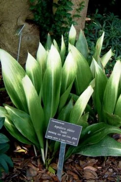 Morning Sun Cast Iron Plant (Aspidistra Elatior 'Asahi') - 3 Gallon Pot