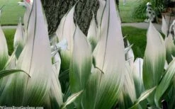 Snowcap Cast Iron Plant (Aspidistra Elatior 'Snowcap') - 3 Gallon Pot -FRUIT TREES & PLANTS Sales aspidistra elatior snow cap cast iron plant 2