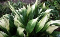 Snowcap Cast Iron Plant (Aspidistra Elatior 'Snowcap') - 3 Gallon Pot -FRUIT TREES & PLANTS Sales aspidistra elatior snow cap cast iron plant 3