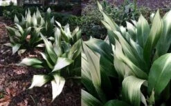 Snowcap Cast Iron Plant (Aspidistra Elatior 'Snowcap') - 3 Gallon Pot -FRUIT TREES & PLANTS Sales aspidistra elatior snow cap cast iron plant 4
