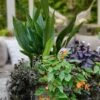 Tiny Tank Dwarf Cast Iron Plant - 3 Gallon Pot -FRUIT TREES & PLANTS Sales aspidistra elatior tiny tank dwarf cast iron plant 3