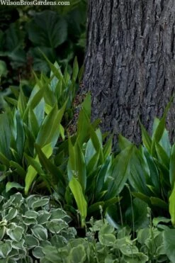 Tiny Tank Dwarf Cast Iron Plant - 3 Gallon Pot -FRUIT TREES & PLANTS Sales aspidistra elatior tiny tank dwarf cast iron plant 4