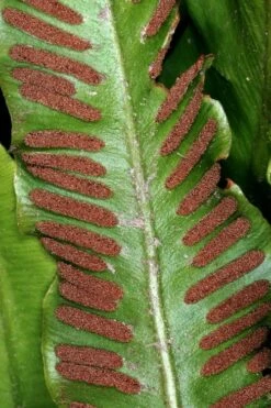 Hart's Tongue Fern (Asplenium Scolopendrium) - 1 Gallon Pot -FRUIT TREES & PLANTS Sales asplenium scolopendrium harts tongue fern 2