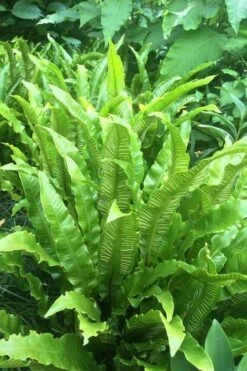 Hart's Tongue Fern (Asplenium Scolopendrium) - 1 Gallon Pot -FRUIT TREES & PLANTS Sales asplenium scolopendrium harts tongue fern 3
