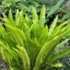 Hart's Tongue Fern (Asplenium Scolopendrium) - 1 Gallon Pot -FRUIT TREES & PLANTS Sales asplenium scolopendrium harts tongue fern 8