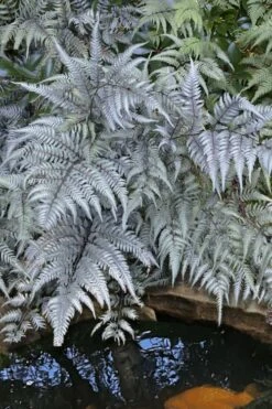 Japanese Painted Fern - 5 Pack Of Quart Pots -FRUIT TREES & PLANTS Sales athyrium niponicum pictum japanese painted fern 101