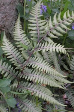 Japanese Painted Fern - 6 Pack Of 1 Gallon Pots 19 Japanese Painted Fern - 6 Pack Of 1 Gallon Pots -FRUIT TREES & PLANTS Sales athyrium niponicum pictum japanese painted fern 103 2