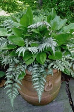 Japanese Painted Fern - 10 Count Flat Of Quart Pots -FRUIT TREES & PLANTS Sales athyrium niponicum pictum japanese painted fern 104 1