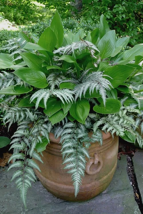 Japanese Painted Fern - 6 Pack Of 1 Gallon Pots 6 Japanese Painted Fern - 6 Pack Of 1 Gallon Pots - Image 4
