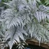 Japanese Painted Fern - 6 Pack Of 1 Gallon Pots 2 Japanese Painted Fern - 6 Pack Of 1 Gallon Pots -FRUIT TREES & PLANTS Sales athyrium niponicum pictum japanese painted fern 105 3