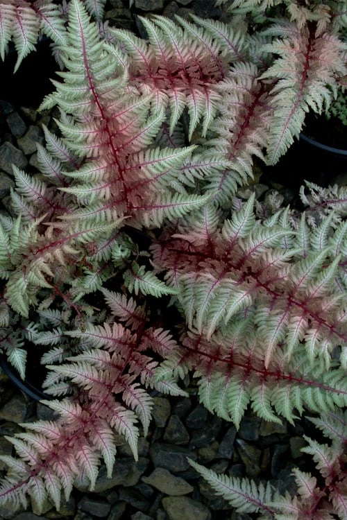 Regal Red Japanese Painted Fern - 3 Gallon Pot 3 Regal Red Japanese Painted Fern - 3 Gallon Pot