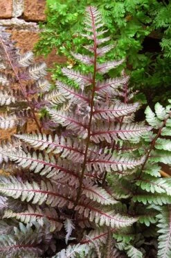 Regal Red Japanese Painted Fern - 5 Pack Of Quart Pots -FRUIT TREES & PLANTS Sales athyrium pictum regal red japanese painted fern 11 2