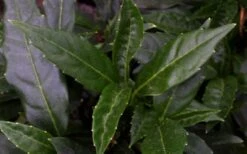 Dwarf Green Aucuba - Japanese Laurel - 1 Gallon Pot -FRUIT TREES & PLANTS Sales aucuba dwarf green foliage