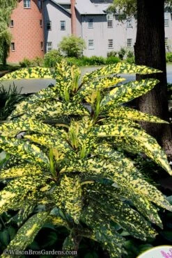 Hosoba Hoshifu Variegated Aucuba (Japanese Laurel) - 1 Gallon Pot -FRUIT TREES & PLANTS Sales aucuba hosoba hoshifu11