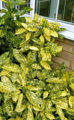 Golden King Aucuba (Male) - 3 Gallon Pot 9 Golden King Aucuba (Male) - 3 Gallon Pot -FRUIT TREES & PLANTS Sales aucuba japonica golden king japanese laurel 1