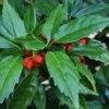 Sawtoothed Aucuba Serratifolia - 6 Pack Of 1 Gallon Pots 2 Sawtoothed Aucuba Serratifolia - 6 Pack Of 1 Gallon Pots -FRUIT TREES & PLANTS Sales aucuba japonica serratifolia sawtoothed japanese laurel 20