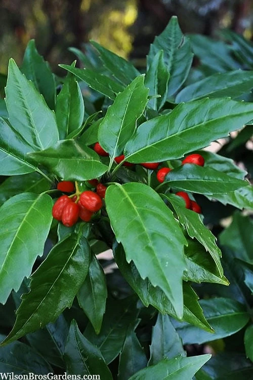 Sawtoothed Aucuba Serratifolia - 6 Pack Of 1 Gallon Pots 3 Sawtoothed Aucuba Serratifolia - 6 Pack Of 1 Gallon Pots